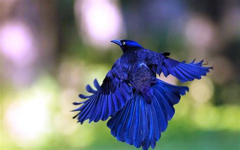 Blue Bird Wallpaper Hd Unique Rare Bird