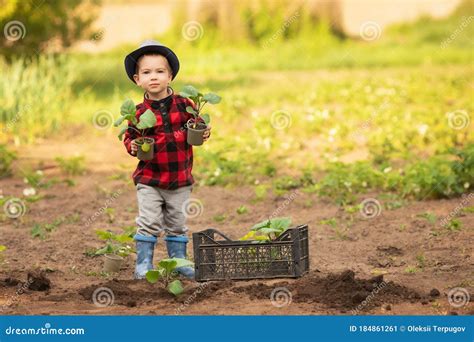 Little Boy Planting Seedlings Stock Image Image Of Plant Seedling