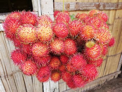 Rambutan Red Spiky Fruit Even Though The Origins Of This Fruit Are Tied To Southeast Asia It