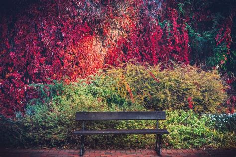 A Bench And Colorful Autumn Foliage On A Wall Stock Photo Image Of