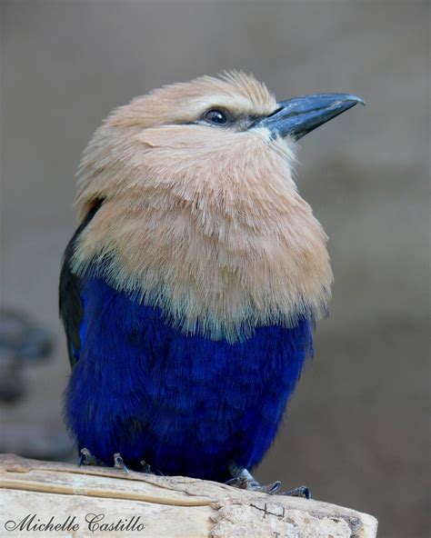 African Blue Bellied Roller Little Birds Love Birds Beautiful Birds