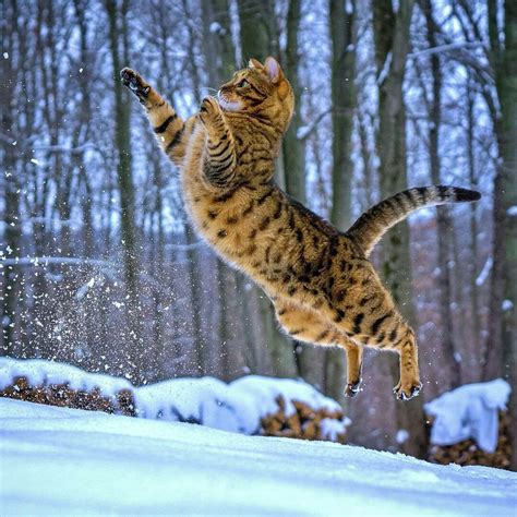 Cat Jumping Rpics