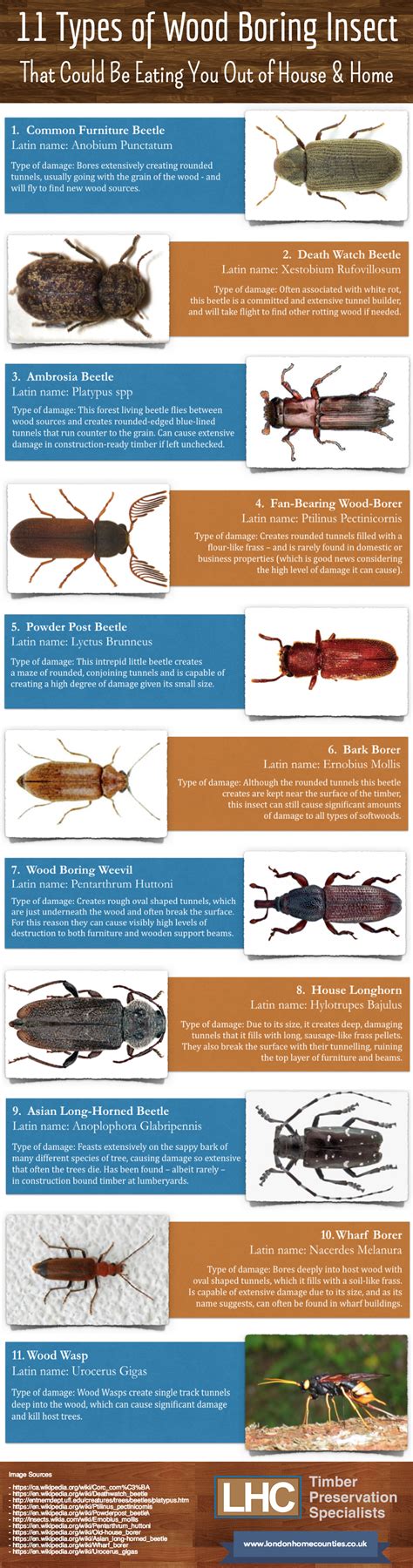 Wood Boring Beetles Identification Tbko1