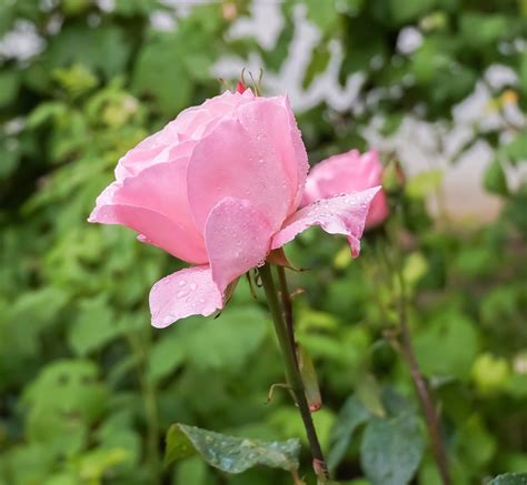 Rose Tau Blume Pinke Kostenloses Foto Auf Pixabay Pixabay