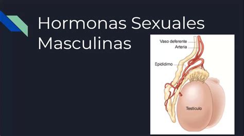 hormonas sexuales masculinas fisiología youtube