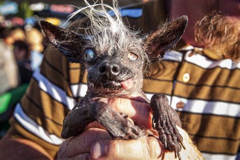 This Is The Worlds Ugliest Dog