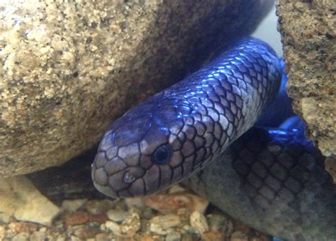 Highly Venomous Sea Snakes Found In Southern Korea The Korea Times