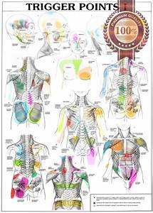 Trigger Points Part 1 Anatomical Diagram Chart Anatomy Print Premium