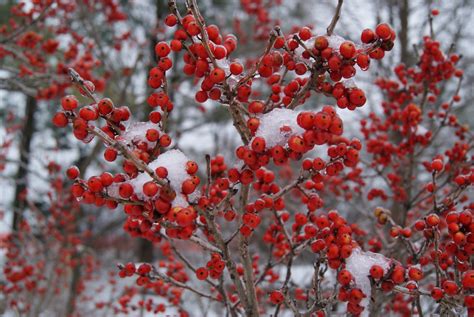 Winterberry ‘winter Red