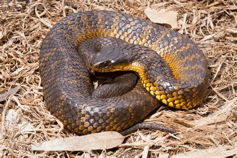 Tiger Snake Notechis Boulenger 1896 School Of Biomedical Sciences