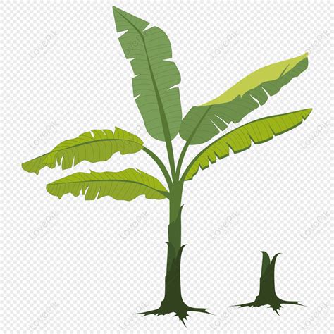 Banana Tree Tree Banana Plant Banana Leaf Png Image Free Download