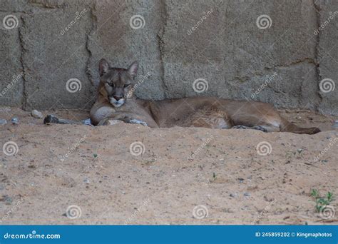 A Cougar Puma Concolor Or Mountain Lion Or Puma Sleeping Along The