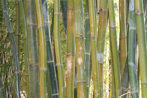 Bamboo Free Stock Photo Public Domain Pictures