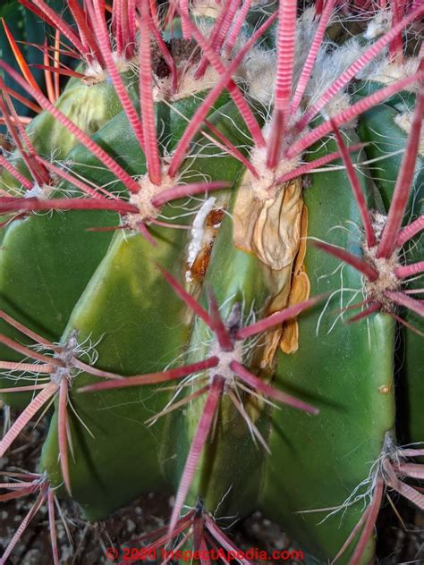 Always plant cacti with care. Fungal / Mold Growth on Cactus: causes, cures ...