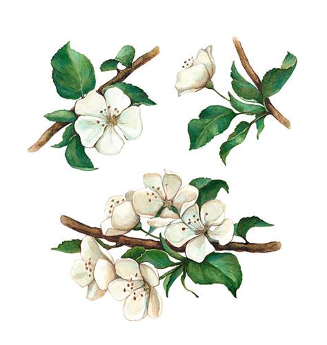 Free Apple Blossom Clip Art 10 Free Cliparts Download Images On