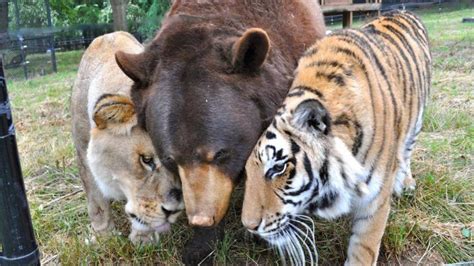 25 Unlikely Animal Friendships That Are Just Too Adorable