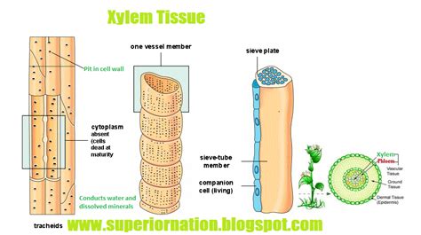 Wiring And Diagram Diagram Of Xylem