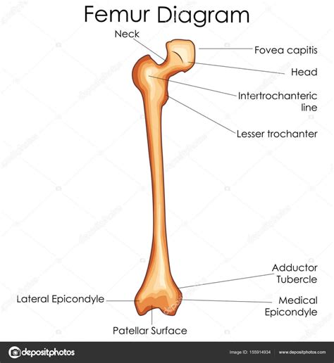 The human leg consists of 8 bones, 4 per leg. Blank Leg Bone Diagram - 19 1 Types Of Skeletal Systems ...