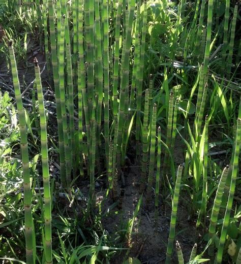 20 Horsetail Reed Grass Looks Like Mini Bamboo Equisetum Hyemale