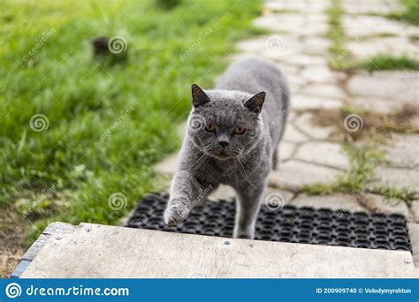 Gray Chartreux Cat With A Yellow Eyes Outdoor Stock Photo Image Of