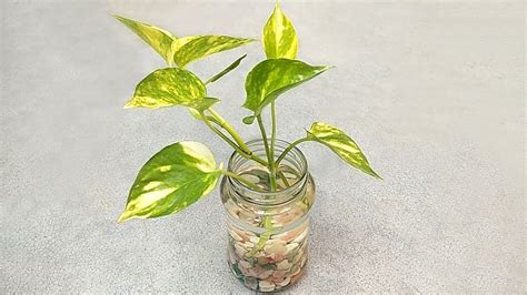 How To Grow Money Tree Plant Indoor