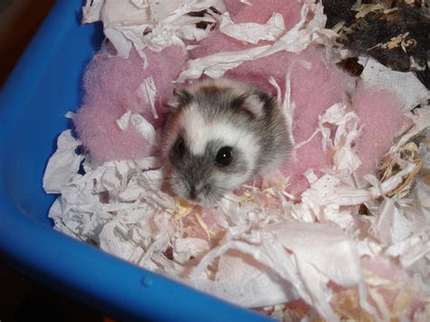 Russian Dwarf Hamster Cdrussorusso Flickr