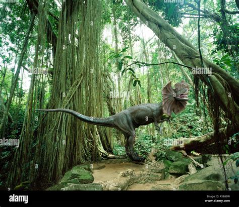 Dilophosaurus The Spitter Dinosaur In Tropical Rain Forest Stock