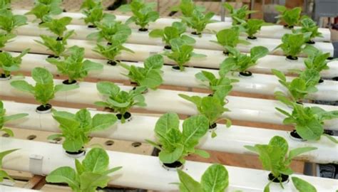 How An Ebb And Flow Hydroponics Flood And Drain System Works