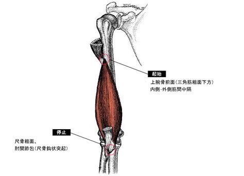 上腕筋の作用と役割（起始停止・神経支配・筋トレメニューなどを徹底解剖）