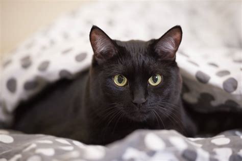 list  black cat breeds  pictures