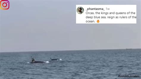 Watch Orcas Spotted Off The Unlikely Waters Of Indias West Coast