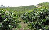 Ethiopian coffee production system there exist three coffee 'production systems' in ethiopia: Ethiopia - Intercontinental Coffee Trading Inc.