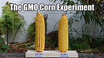 Support the GMO Corn Experiment - YouTube