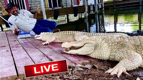 Washing Big Albino Alligators Live Youtube