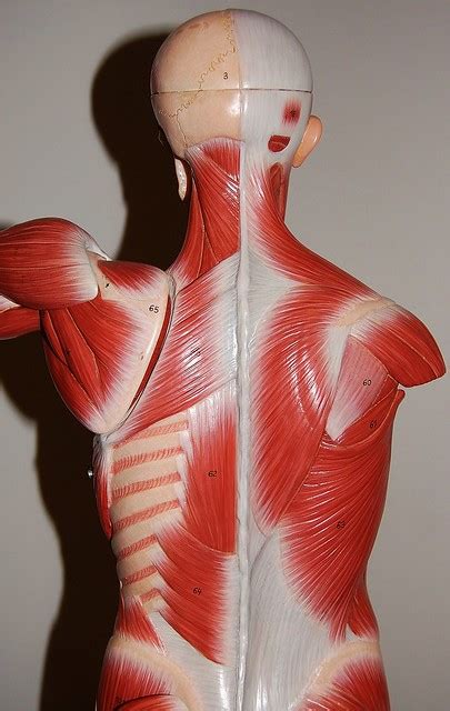 Three bones come together at the shoulder joint. Muscles of the upper body, posterior view - a photo on ...