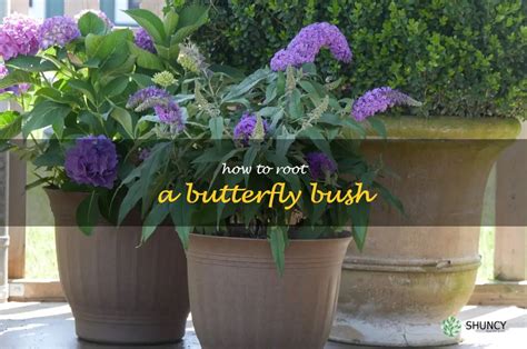 Unlock The Hidden Beauty Of Your Butterfly Bush Guide To Rooting It