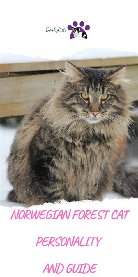 Norwegian Forest Cats Personality And Guide