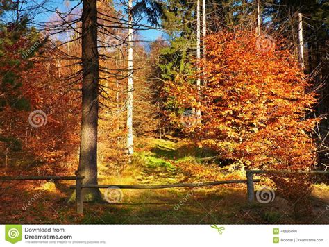 Autumn Forest Closed Way With Old Wooden Fence And Bar Colorful