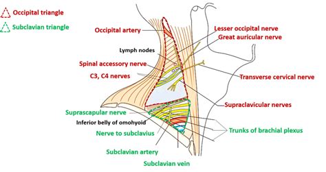 Posterior Triangle Of Neck Anatomy Qa