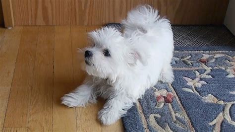 Cute Little Maltese Puppy Dog Barking And Chewing On Rug Funny Videos