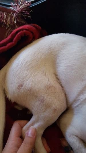 Puppy Losing Hair And Has Red Spots Thriftyfun
