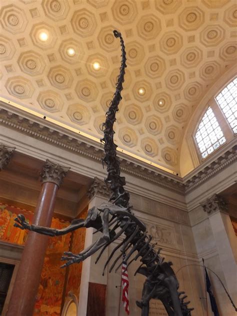 The Barosaurus At The American Museum Of Natural History New York New