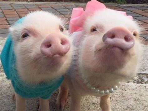 Lol I Love Pigs But I Love These Ones Too 🐖🐖 🐷🐷🐷🐽🐽🐽🐽 Cute Baby
