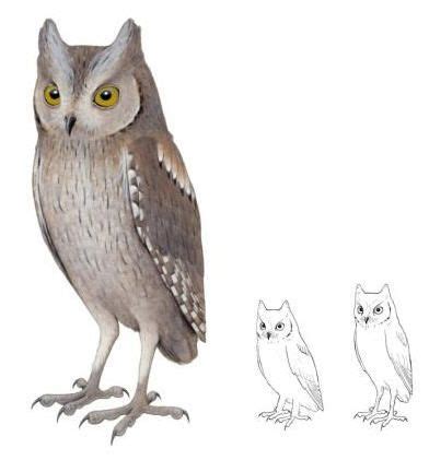 Extinct Species Of Scops Owl Discovered In Madeira Owl Extinct