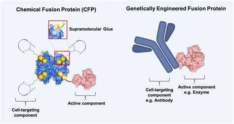 Chemical modification of proteins is an important tool for probing natural systems, creating therapeutic conjugates and generating novel protein constructs. Chemically Engineered Fusion Proteins beyond Nature's ...