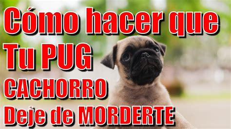 Cómo Hacer Que Tu Pug Cachorro Deje De Morderte Youtube