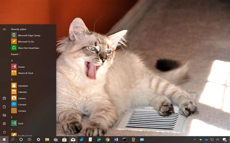 Cats Anytime Theme For Windows 10 Download Pureinfotech