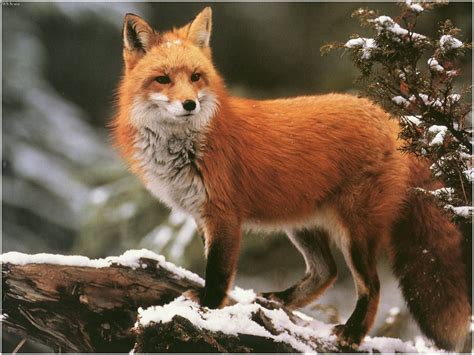 American Red Fox Pictures On Animal Picture Society