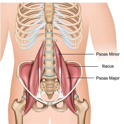 Iliopsoas Anatomy Origins Insertions Actions Innervation The Wellness Digest