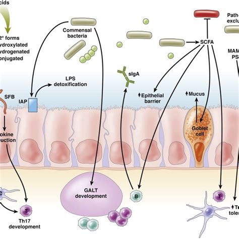 Pdf Microbial Activities And Intestinal Homeostasis A Delicate